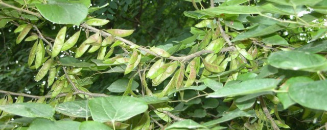 豆科植物特点是什么 豆科植物特点简介