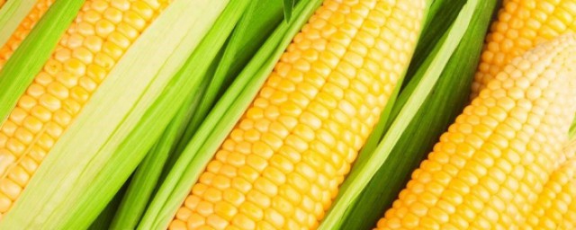 玉米是单子叶植物为什么还有胚乳 玉米功效作用