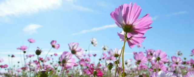 格桑花什么时候播种 格桑花如何种