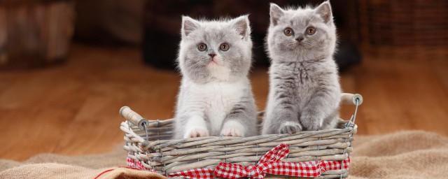布偶猫品种介绍 布偶猫简介