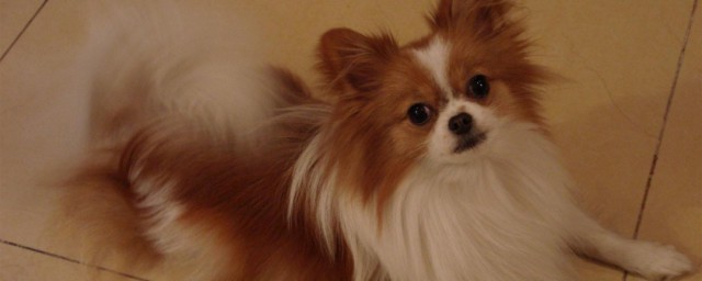 养蝴蝶犬的危害 养蝴蝶犬的危害有哪些