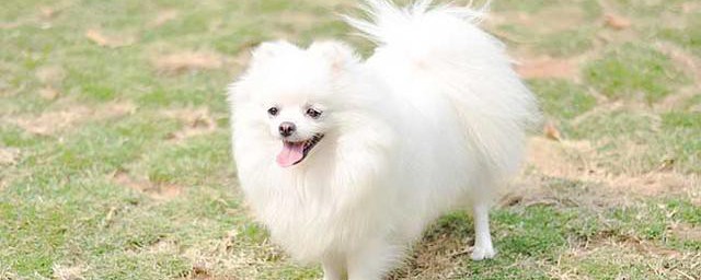 银狐犬和博美的区别 银狐犬和博美的区别简单介绍