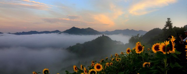 向日葵简介资料 向日葵简介资料是什么