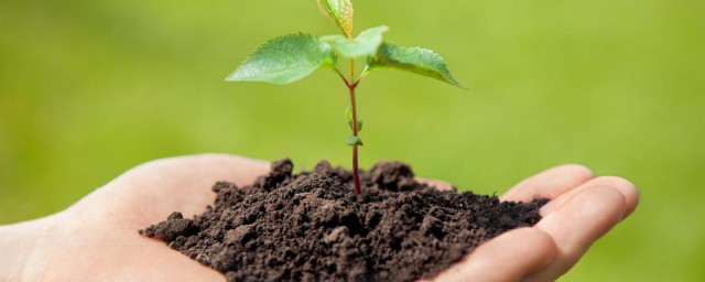 植物多样性与土壤肥力的关系 植物多样性与土壤肥力有什么关系