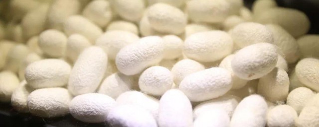 关于蚕的资料 有关蚕的介绍