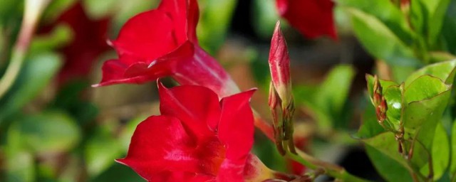 双喜花的养殖技巧 双喜花如何养
