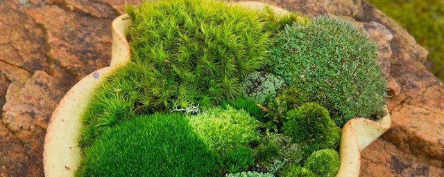 苔藓养殖方法 苔藓怎么养