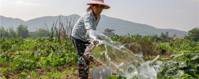 菜地浇水最好办法 菜地什么时间浇水最合适