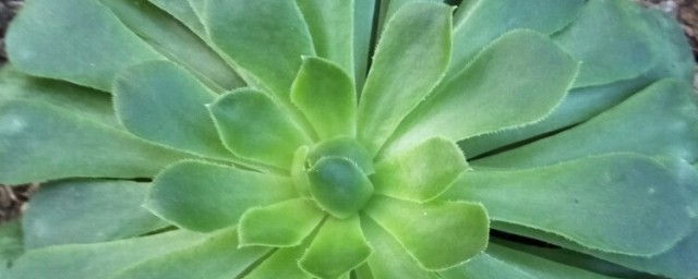 植物翡翠的养殖方法 植物翡翠的种植方法