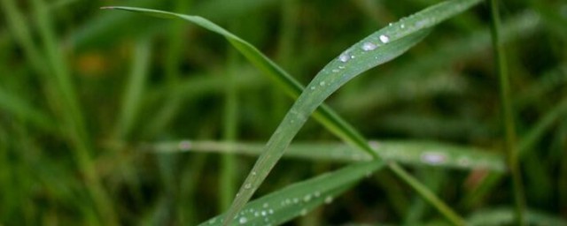 春雨盆栽的养殖方式 春雨盆栽怎么养殖