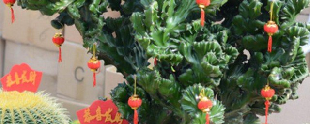 彩麒麟植物养殖技巧 养殖彩麒麟植物技巧