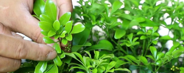 冬天米兰花的养殖要领 冬天米兰花怎样养