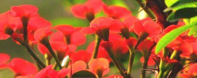 刺梅花的养殖养护方法 刺梅花怎么养殖养护