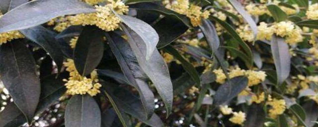 嫁接桂花的养殖方法 嫁接桂花如何养殖