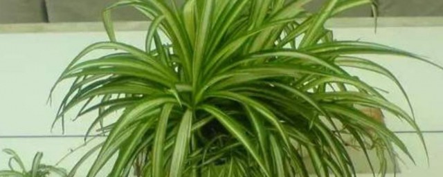 花叶吊兰的养殖方法 花叶吊兰的种植方法