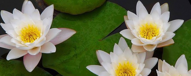 碗荷花怎么养殖的方法 碗荷花如何养殖的方法