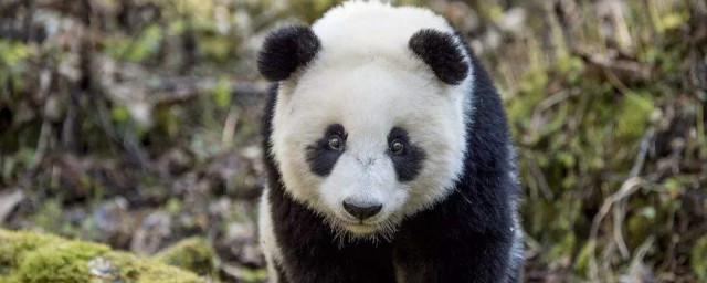 熊猫的相关资料 关于熊猫的简介