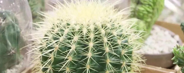 盆栽仙人球的养殖办法 盆栽仙人球怎样养