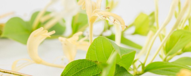 金银花的养殖方式和注意事项 金银花怎么养殖