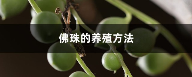 佛珠花的养殖方法 佛珠花如何养殖