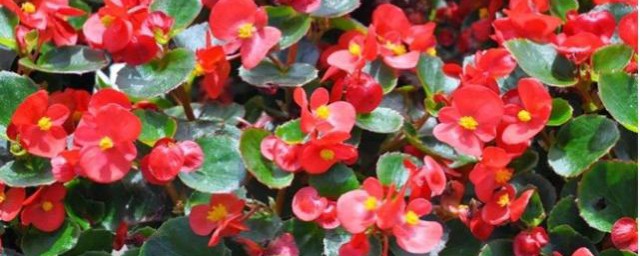 四季海堂花养殖办法 四季海堂花怎么养殖
