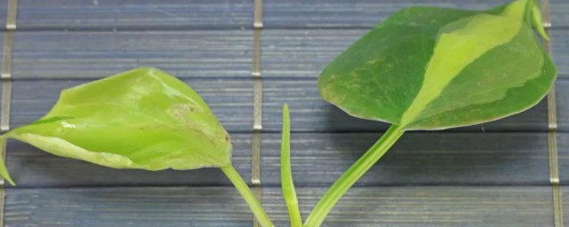 心叶藤浇水方法 心叶藤如合何浇水