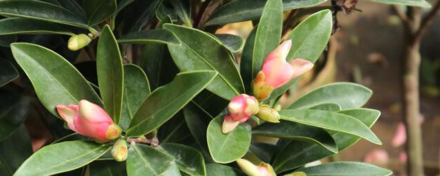 茶花浇水的正确方法 茶花如何浇水