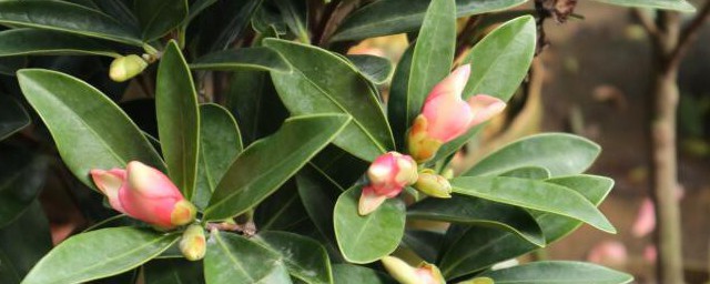 茶花浇水的准确要领 茶花怎么浇水