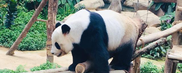 有关大熊猫的资料 大熊猫的相关资料是什么