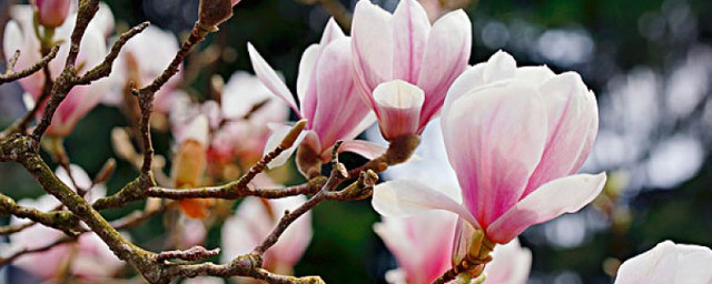 玉兰花闻起来什么味道 玉兰花有毒吗