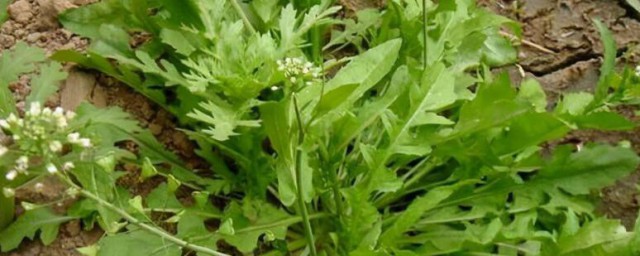 野荠菜有几种 野荠菜有多少种