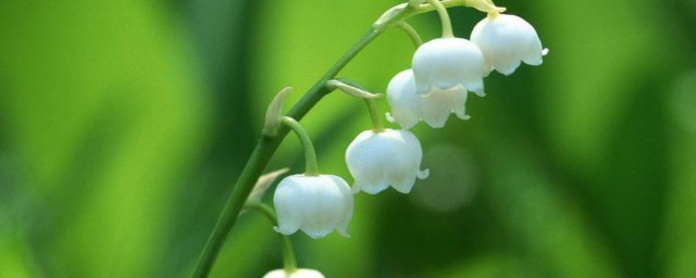 铃兰是一年生还是多年生的花 铃兰的介绍