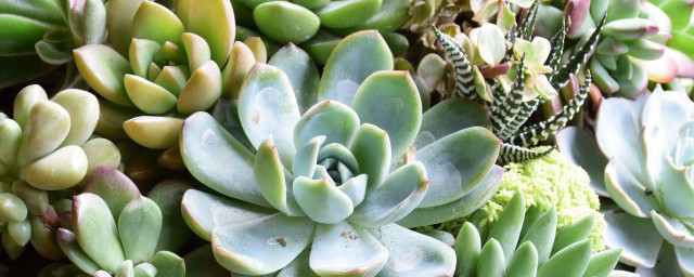 口红多肉植物怎么养 口红多肉植物如何养