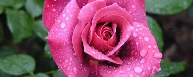 水培月季花的养殖方法 水培月季花如何养殖