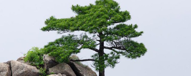 松树的简介 关于松树的介绍