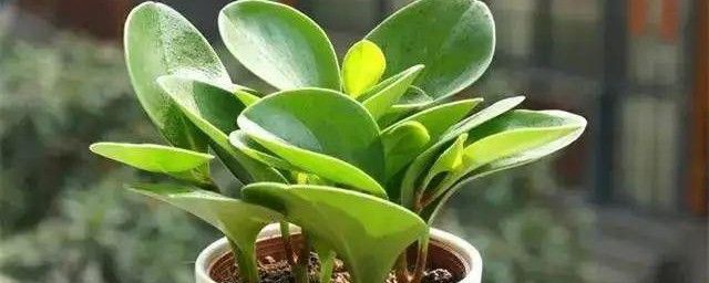 豆瓣绿浇水的正确方法 豆瓣绿浇水的正确方法是什么