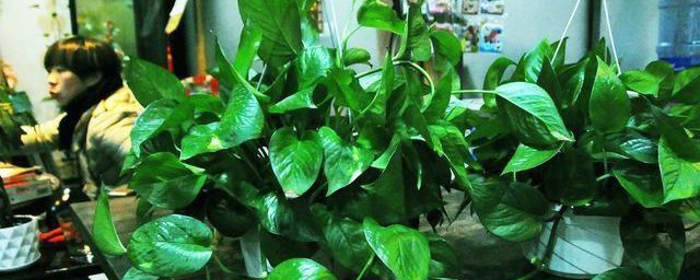 茶叶水浇绿萝的正确方法 茶叶应该怎么水浇绿萝