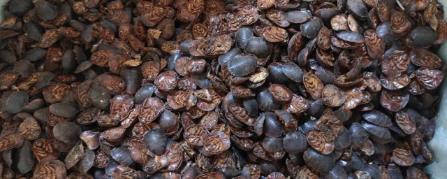 土鳖虫的功效与作用及禁忌 土鳖虫的功效与作用及禁忌是什么