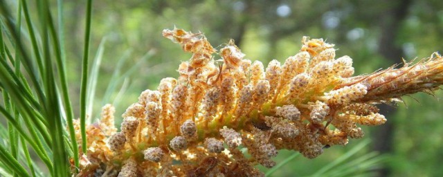 松花粉的副作用忌讳 松花粉有什么副作用忌讳