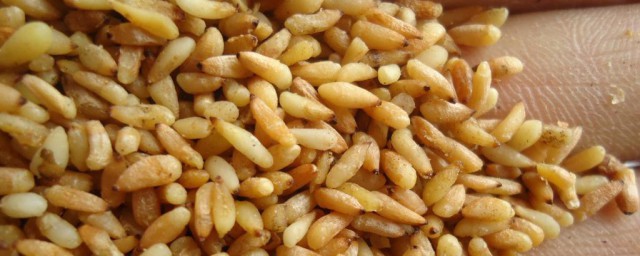 柏子仁的功效与作用及禁忌 柏子仁有哪些副作用