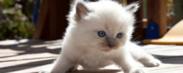猫咪送走的禁忌 什么人不合适养猫