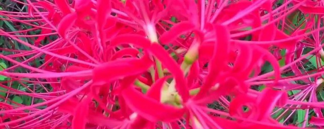 彼岸花球根的养殖方法 彼岸花球根如何养殖