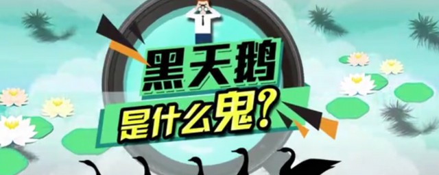 黑天鹅现象是什么意思 黑天鹅现象有什么特点
