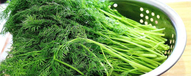 吃茴香苗的禁忌 关于吃茴香苗的禁忌