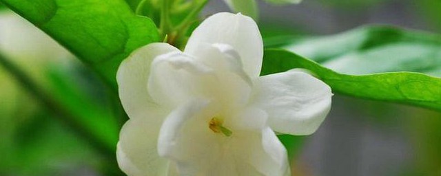 茉莉花的功效与忌讳 茉莉花的功效和忌讳
