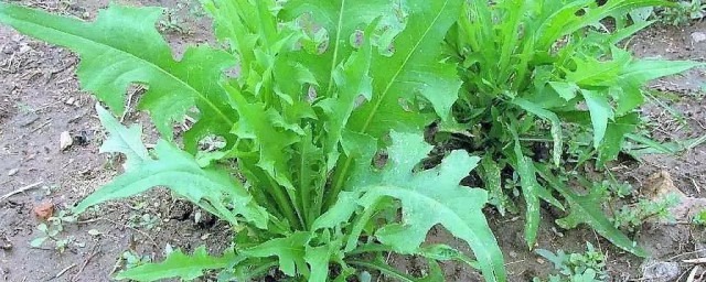 败酱草的功效与作用及禁忌 败酱草有什么功效与作用及禁忌
