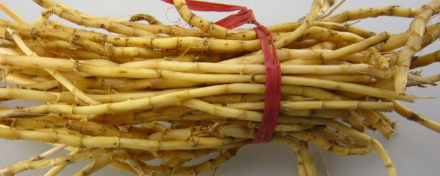 芦根的功效与作用禁忌 芦根的功效与作用禁忌是什么