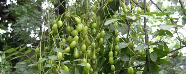 槐豆的功效与作用禁忌 槐豆的功效和作用禁忌