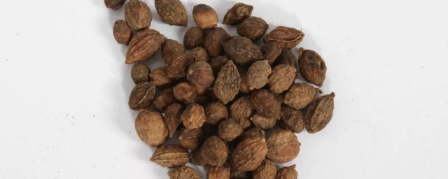 益智仁的功效与作用忌讳 益智仁的功效与作用忌讳是什么