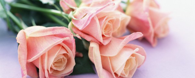 玫瑰花移栽时间和方法 如何移栽玫瑰花